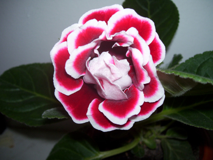 Picture 053 - gloxinia 2011