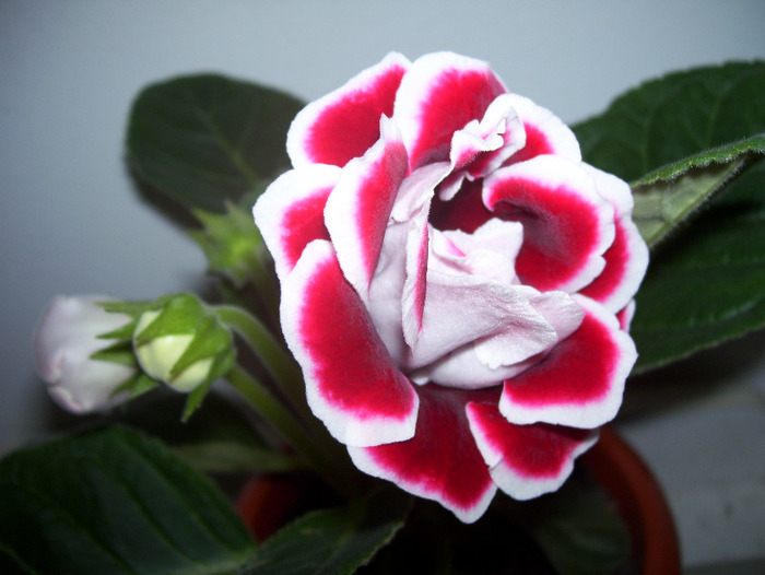 Picture 054 - gloxinia 2011