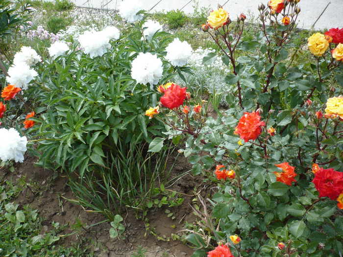 004 - trandafiri 2011