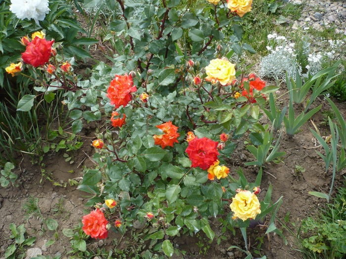 005 - trandafiri 2011