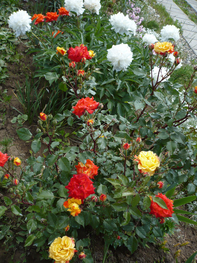 006 - trandafiri 2011