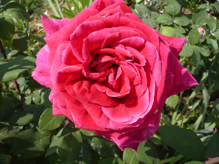 015 - trandafiri 2011
