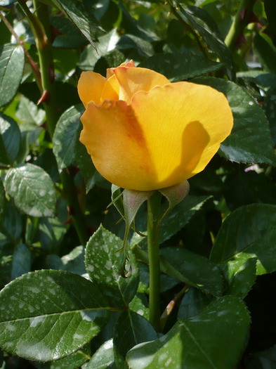 017 - trandafiri 2011