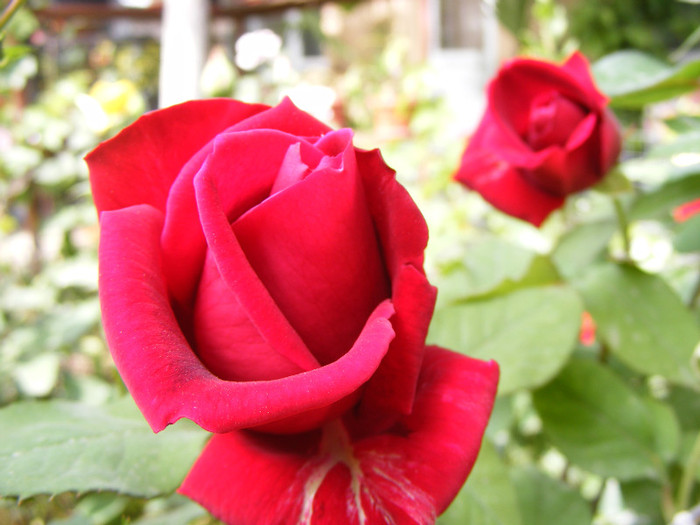 Mister Lincoln; Thea hybrid,floare mare,rosu-inchis,26-40petale (catifelate!)floare centrata,scobita,Parfum puternic
