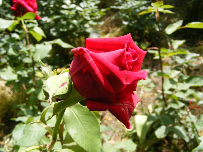 Mister Lincoln; Thea hybrid,floare mare,rosu-inchis,26-40petale (catifelate!)floare centrata,scobita,Parfum puternic
