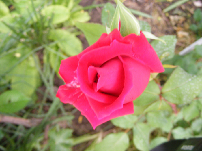 Mister Lincoln; Thea hybrid,floare mare,rosu-inchis,26-40petale (catifelate!)floare centrata,scobita,Parfum puternic

