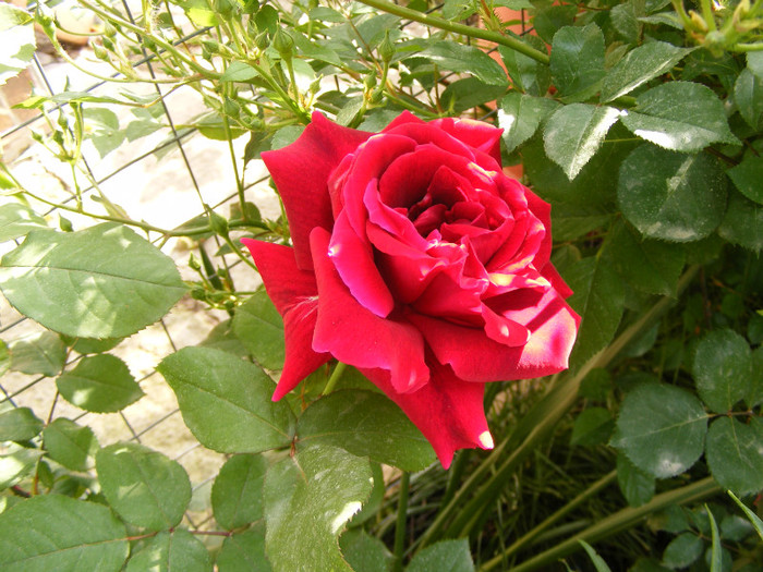 Mister Lincoln; Thea hybrid,floare mare,rosu-inchis,26-40petale (catifelate!)floare centrata,scobita,Parfum puternic
