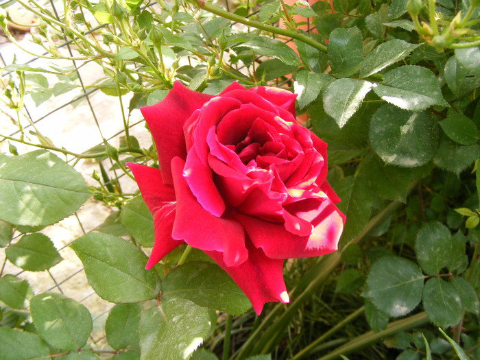 Mister Lincoln; Thea hybrid,floare mare,rosu-inchis,26-40petale (catifelate!)floare centrata,scobita,Parfum puternic
