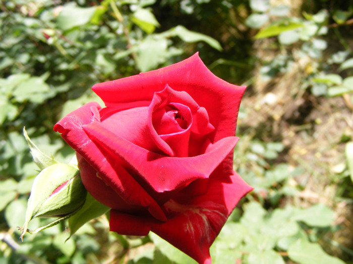 Mister Lincoln; Thea hybrid,floare mare,rosu-inchis,26-40petale (catifelate!)floare centrata,scobita,Parfum puternic
