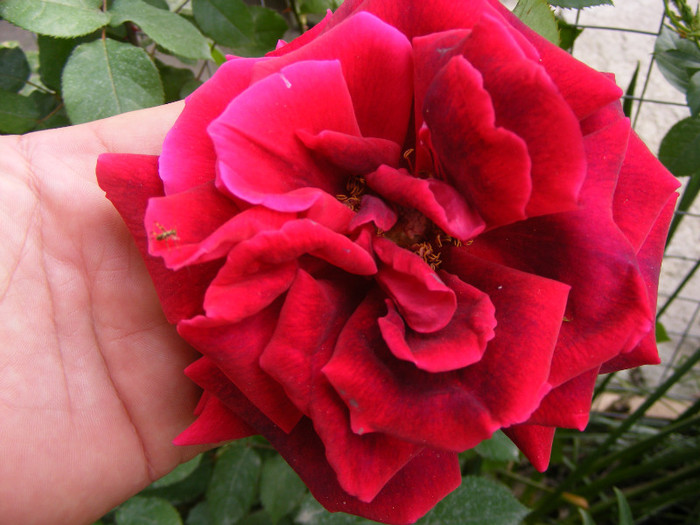 Mister Lincoln; Thea hybrid,floare mare,rosu-inchis,26-40petale (catifelate!)floare centrata,scobita,Parfum puternic
