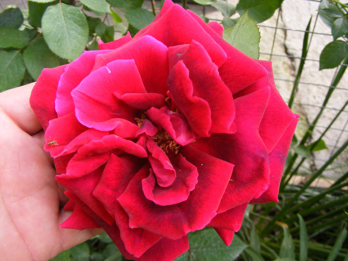 Mister Lincoln; Thea hybrid,floare mare,rosu-inchis,26-40petale (catifelate!)floare centrata,scobita,Parfum puternic

