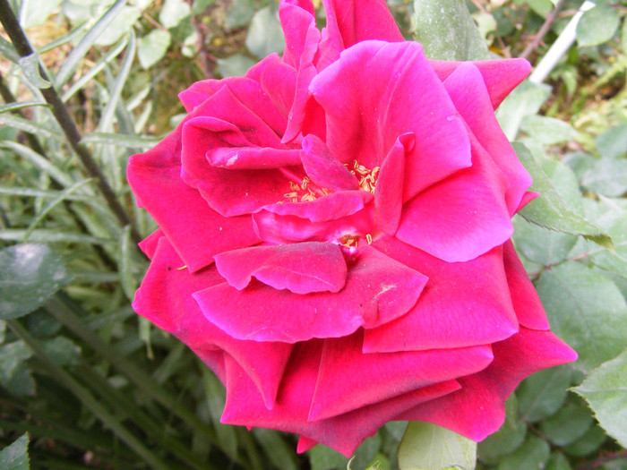 Mister Lincoln; Thea hybrid,floare mare,rosu-inchis,26-40petale (catifelate!)floare centrata,scobita,Parfum puternic
