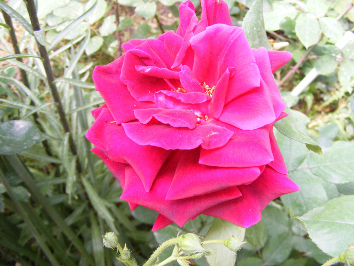 Mister Lincoln; Thea hybrid,floare mare,rosu-inchis,26-40petale (catifelate!)floare centrata,scobita,Parfum puternic

