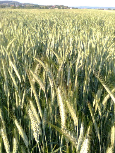 Cultura de triticale