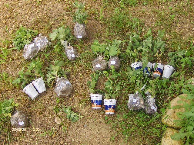 CRIZANTEME DE LA NINA