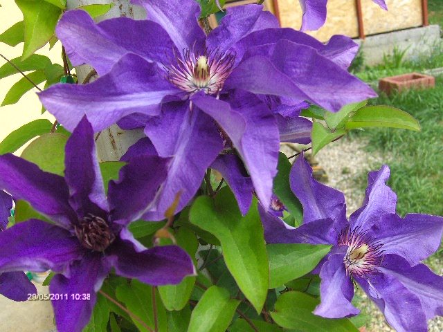 clematita President