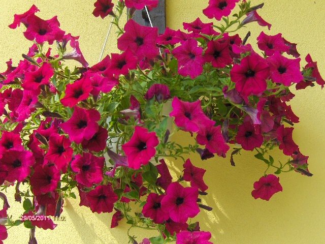 petunii; de la fratello
