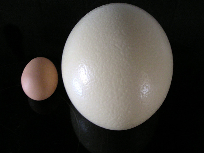 Un ou de strut in comparatie cu unul de gaina - Struti