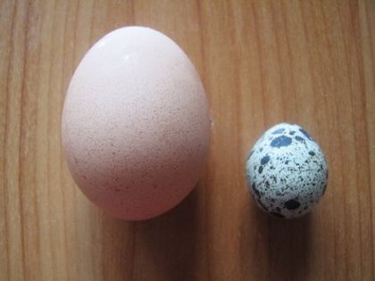 marimea unui ou de prepelita in comparatie cu cea a unui u normal - Prepelite