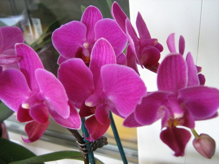 Sosita de curand in colectie - Orhidee Phalaenopsis