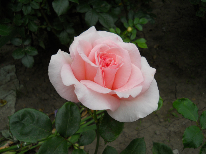DSCN0439 - trandafiri 2011
