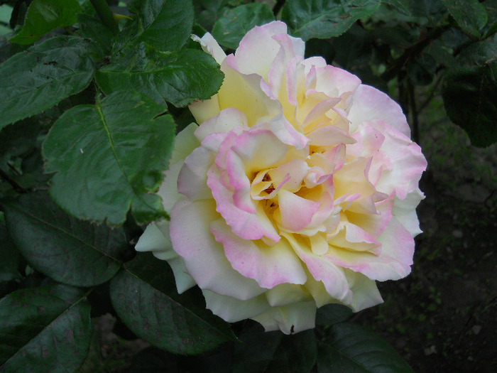 DSCN0445 - trandafiri 2011