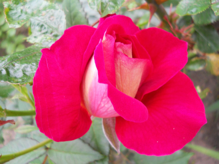 DSCN0446 - trandafiri 2011
