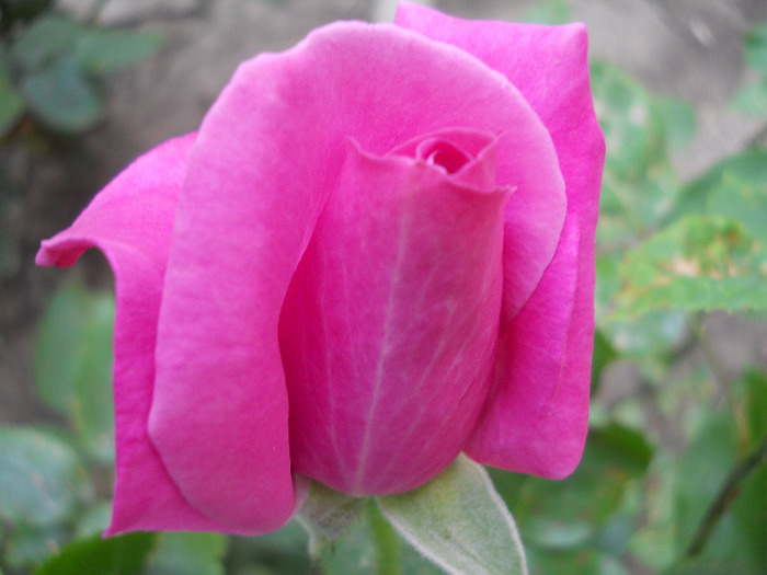 DSCN0451 - trandafiri 2011