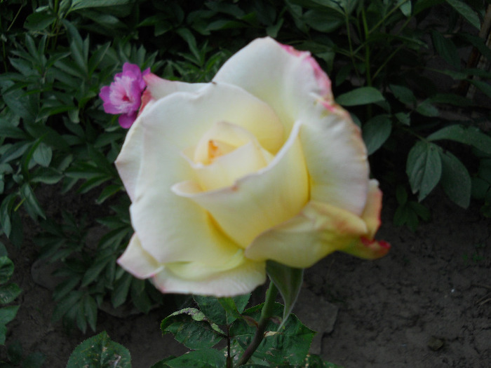 DSCN0464 - trandafiri 2011
