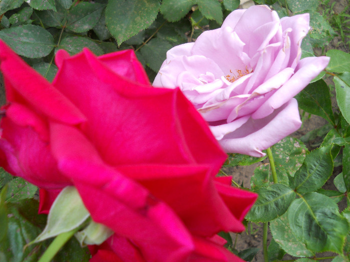 DSCN0466 - trandafiri 2011