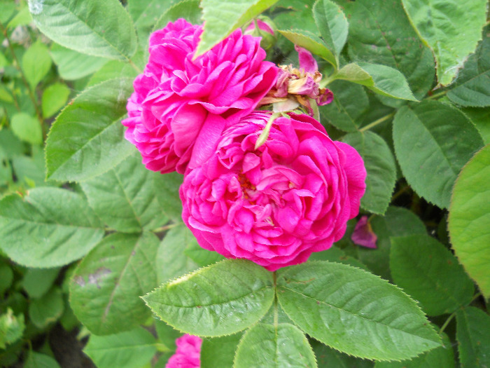 rose de resth' - trandafiri 2011