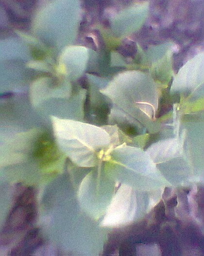 hortensie - flori diverse