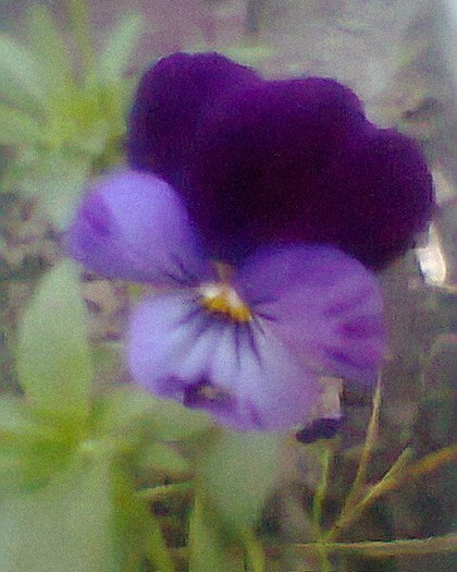 panseluta - flori diverse