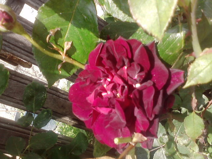 P300511_14.55_[01] - trandafiri2011