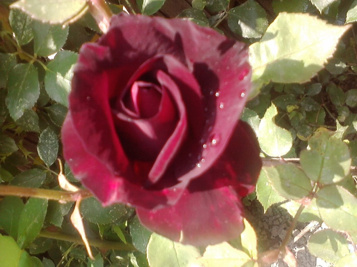 P300511_14.55 - trandafiri2011