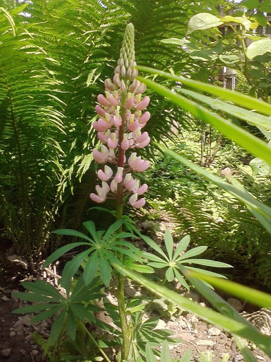 P300511_14.57_[03] - lupin