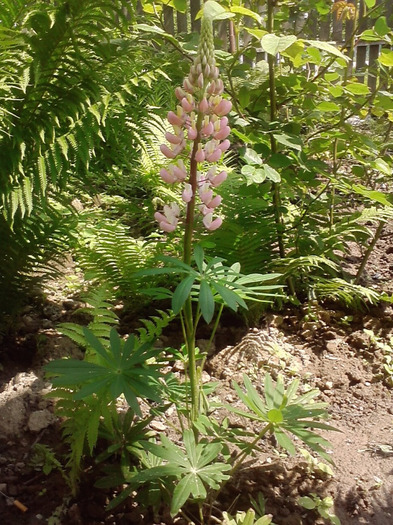 P300511_14.57_[02] - lupin