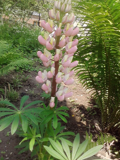 P300511_14.56_[03] - lupin