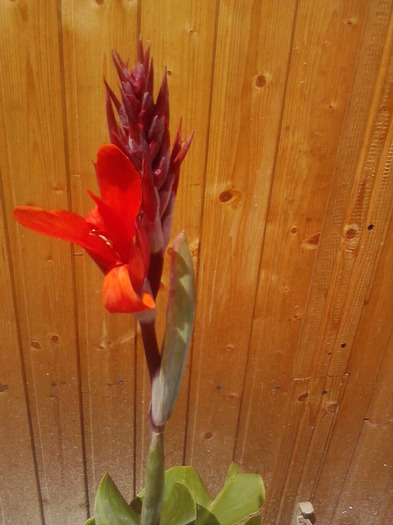 P300511_14.54 - canna