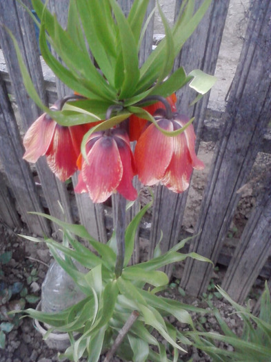 rosu - frittilaria imperialis 2011