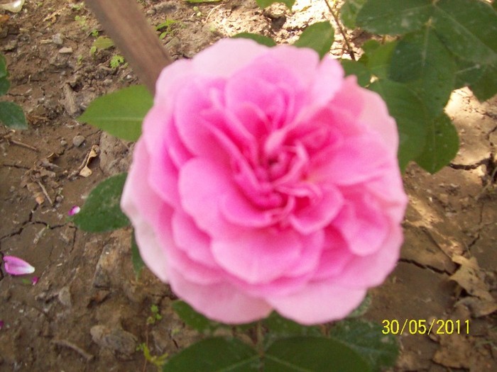 100_5297 - trandafiri 2011