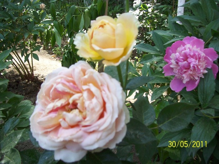 100_5310 - trandafiri 2011