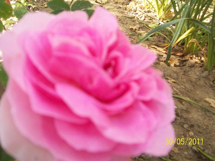 100_5298 - trandafiri 2011