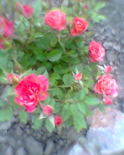 Fotogr.0121