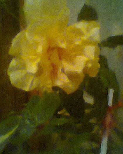 hibiscus