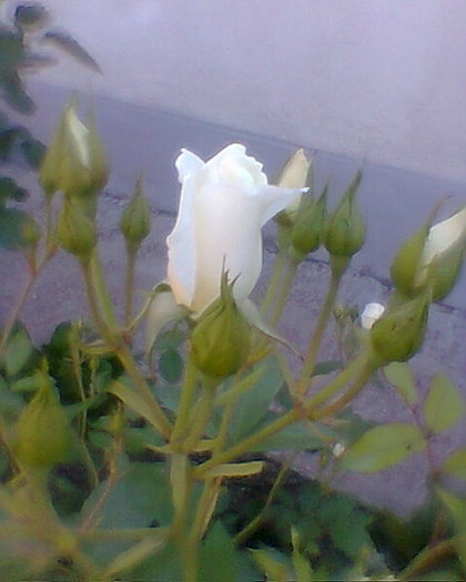 Fotogr.0152