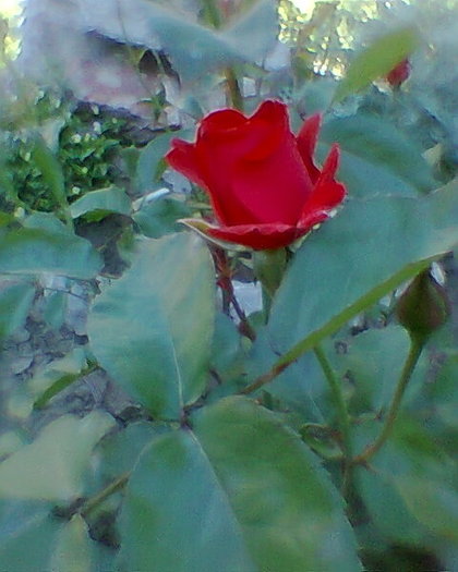 Fotogr.0154