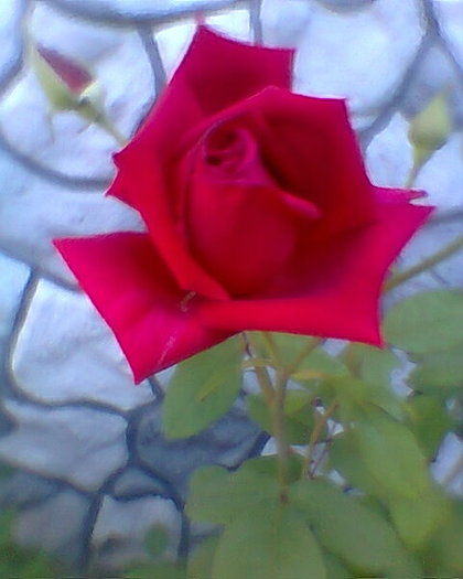 Fotogr.0155