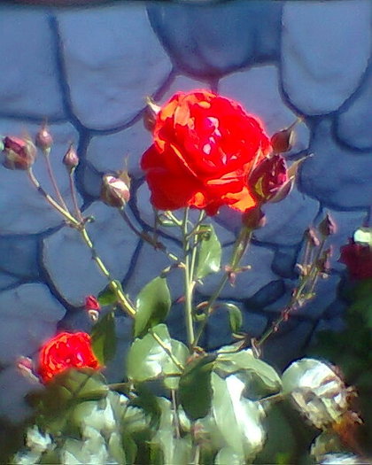 Fotogr.0156
