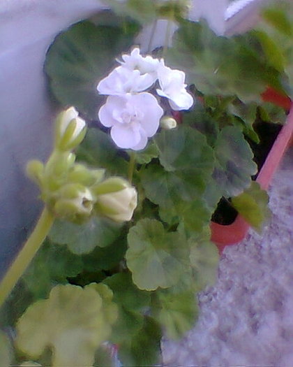 Fotogr.0165 - 03 flori in gradina mea